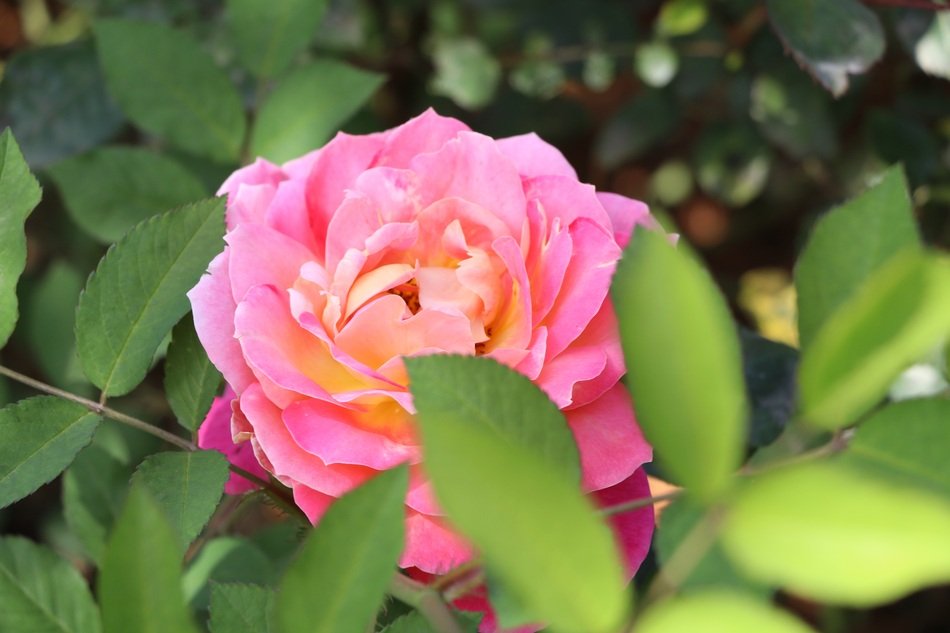 pink-china-rose-free-image-download