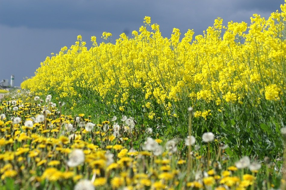 Yellow rapeseeds