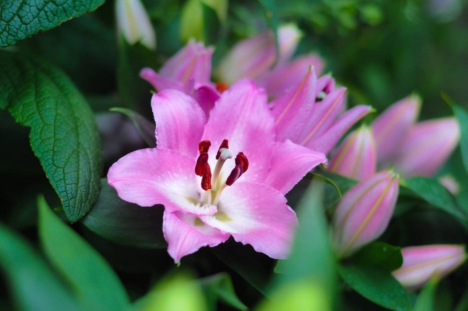 pale pink lilies among green foliage close-up