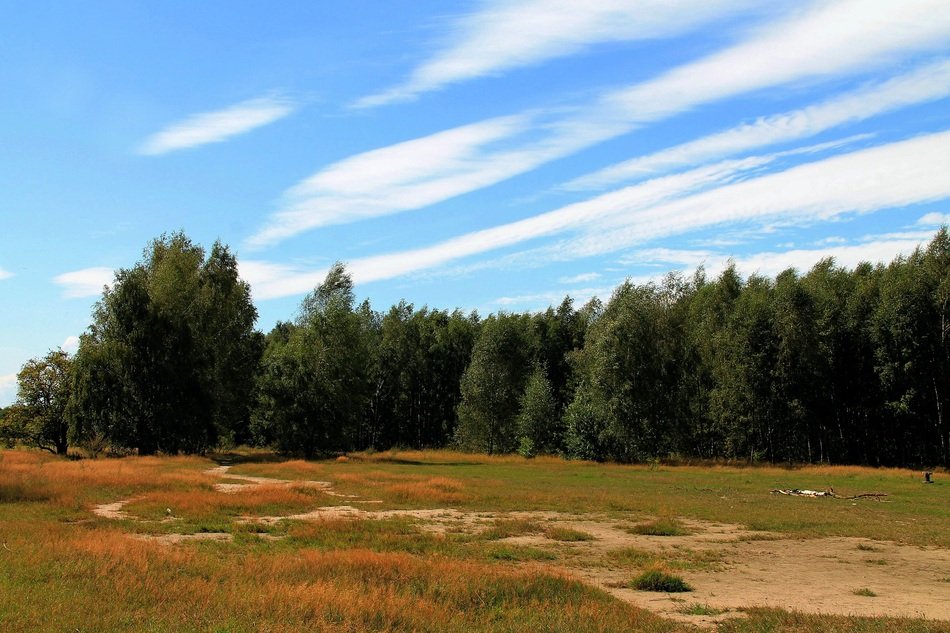 the field at pine forest