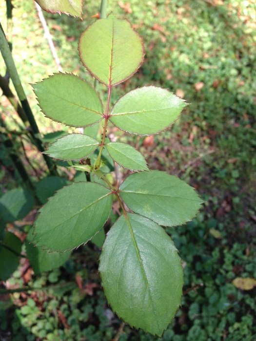 young bush of roses close-up