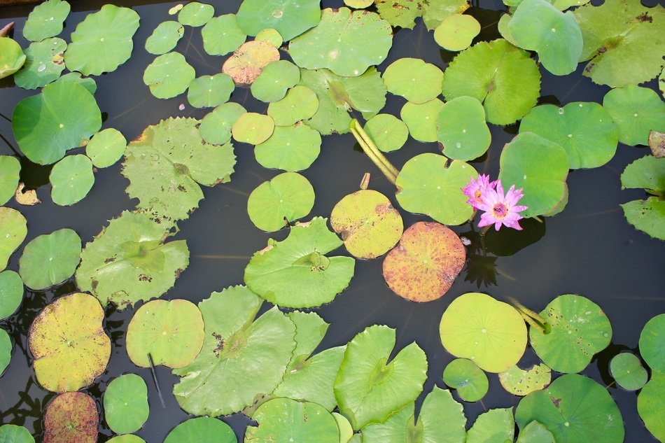 top view of a thicket of water lilies on a pond