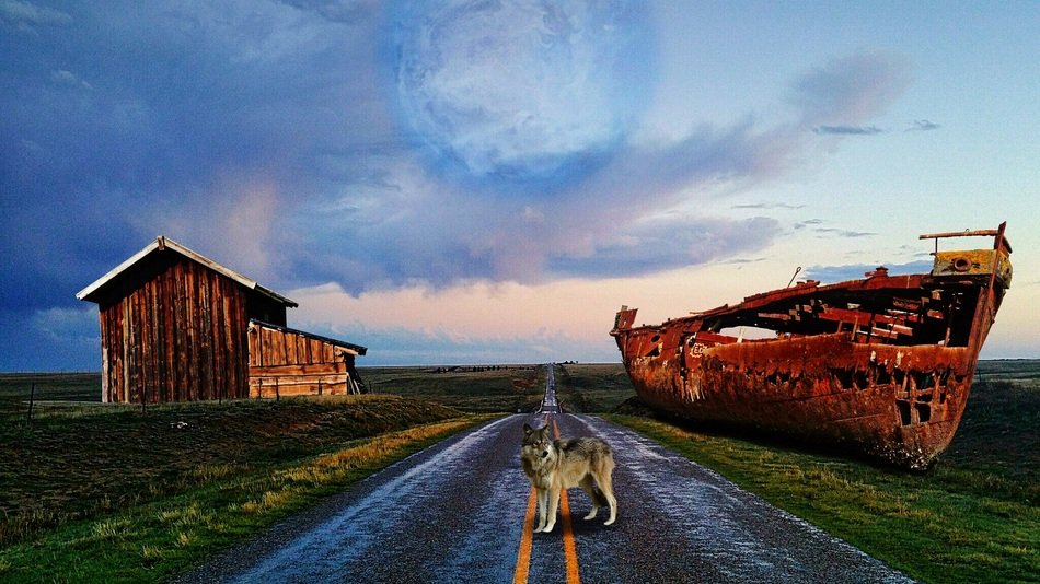 wolf on the road near the wrecked ship