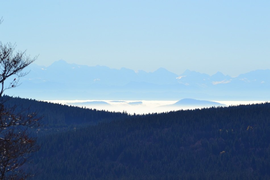 view of the Black Forest