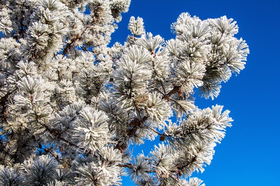 hoarfrost on pine needles