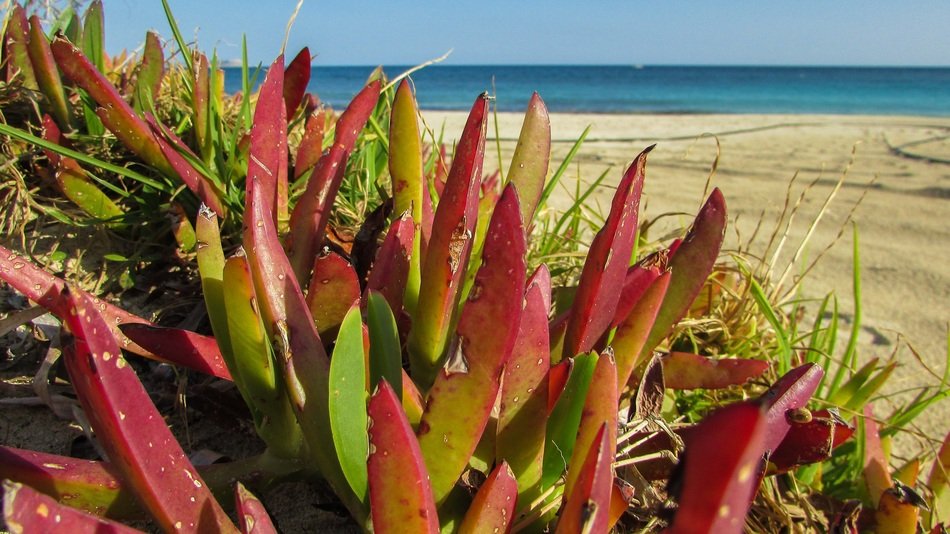 ammophilous plants on a beach
