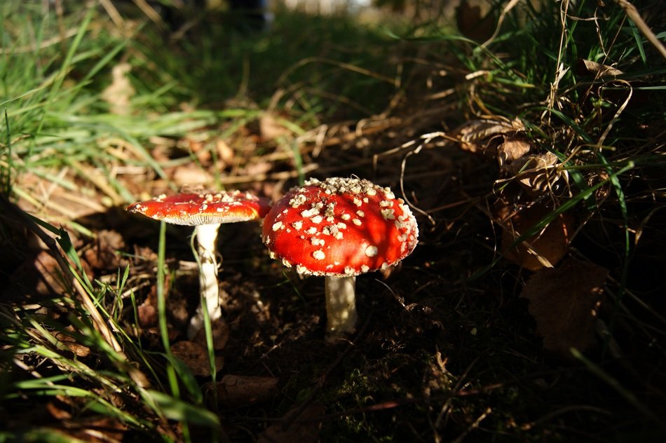 two fly agaric Mushrooms on Forest floor, Amanita