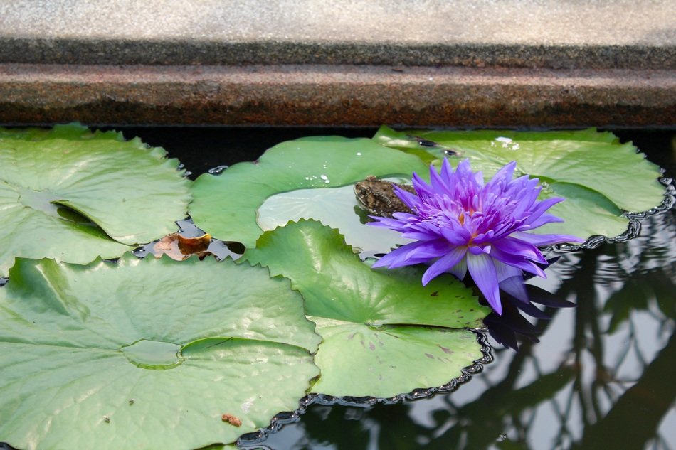 lush purple lily on leaves on a pond