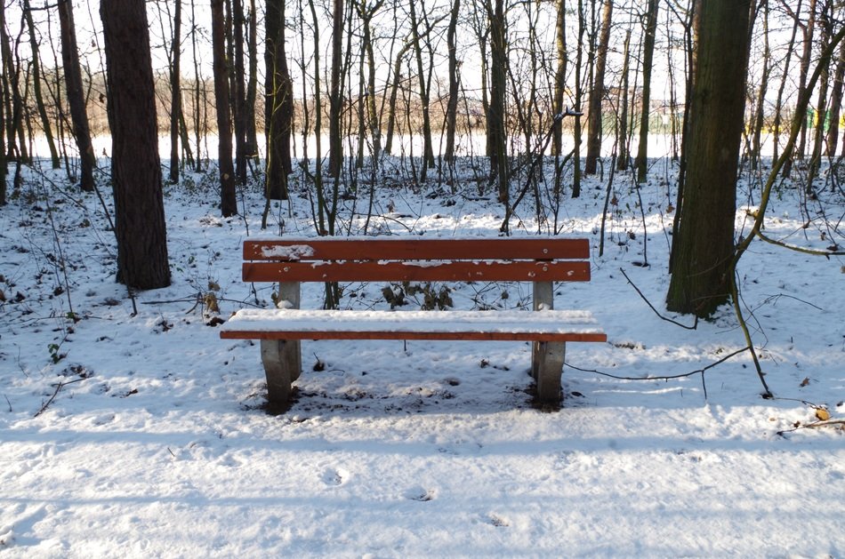 bench in the winter forest