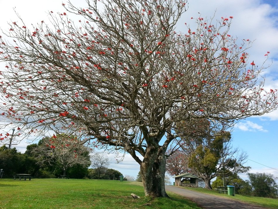 Tree with red Flowers in spring garden