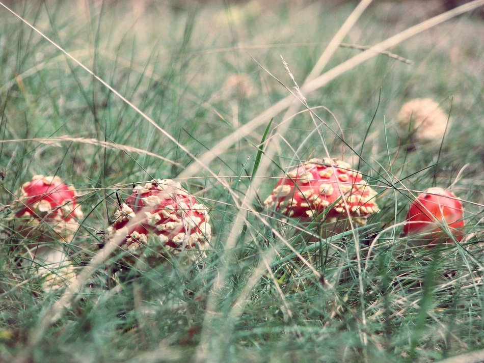 red Amanita Mushrooms in Grass