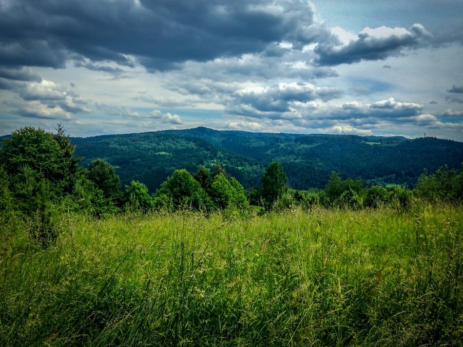 Myszyna nature in summertime