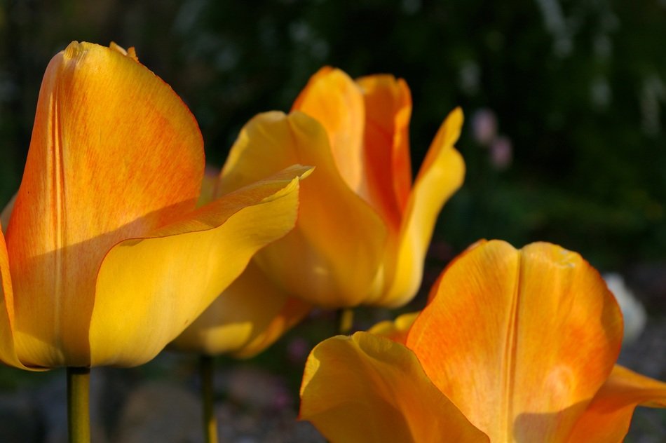 decoration with tulips