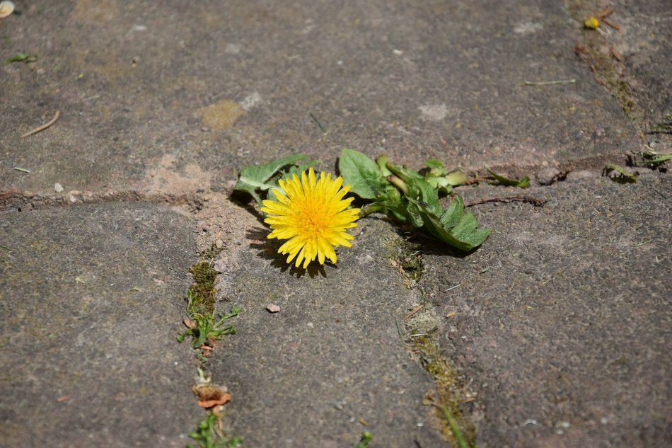 yellow dandelion breaks through stones
