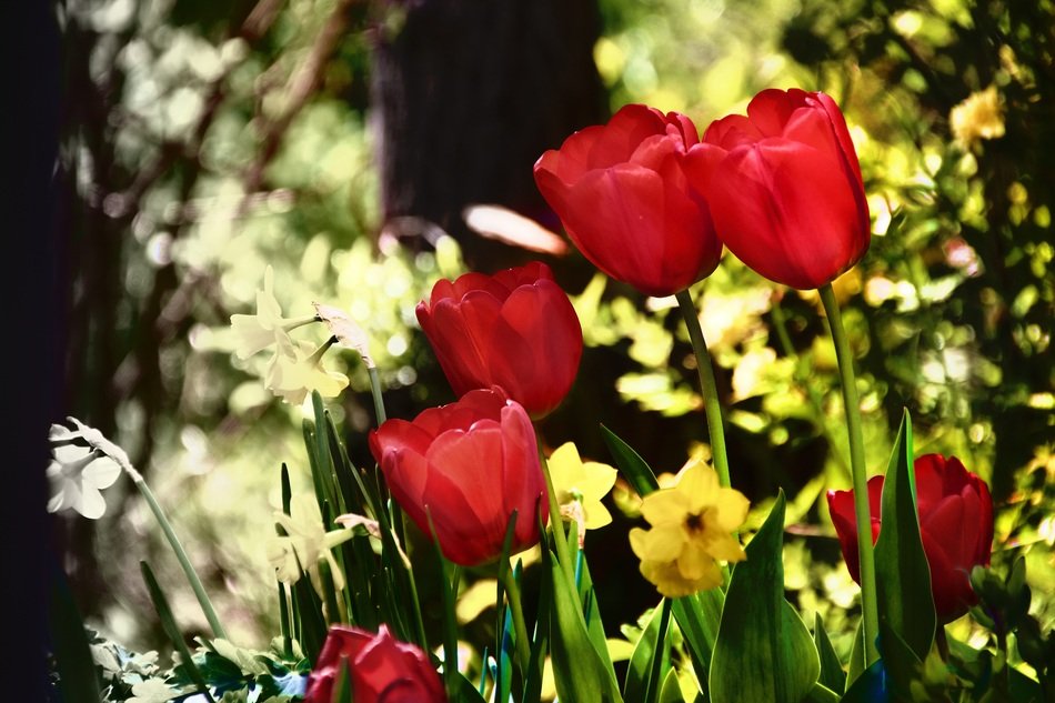 red tulips and yellow daffodils in the flowerbed