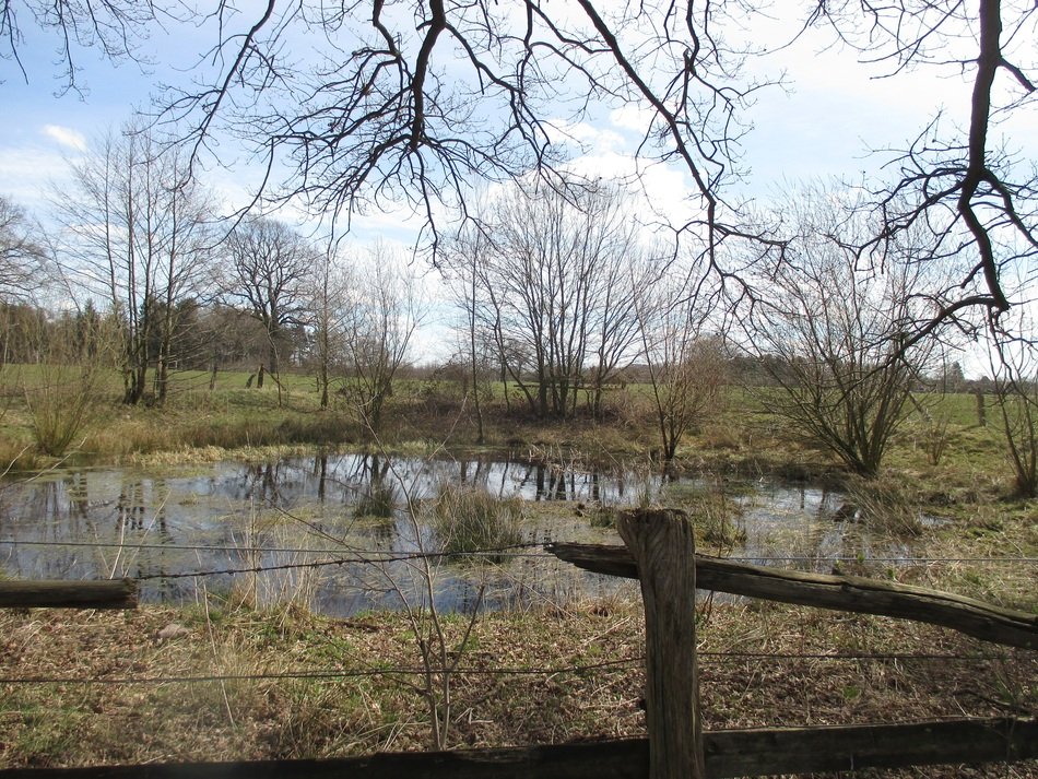 wild pond in Northern Germany