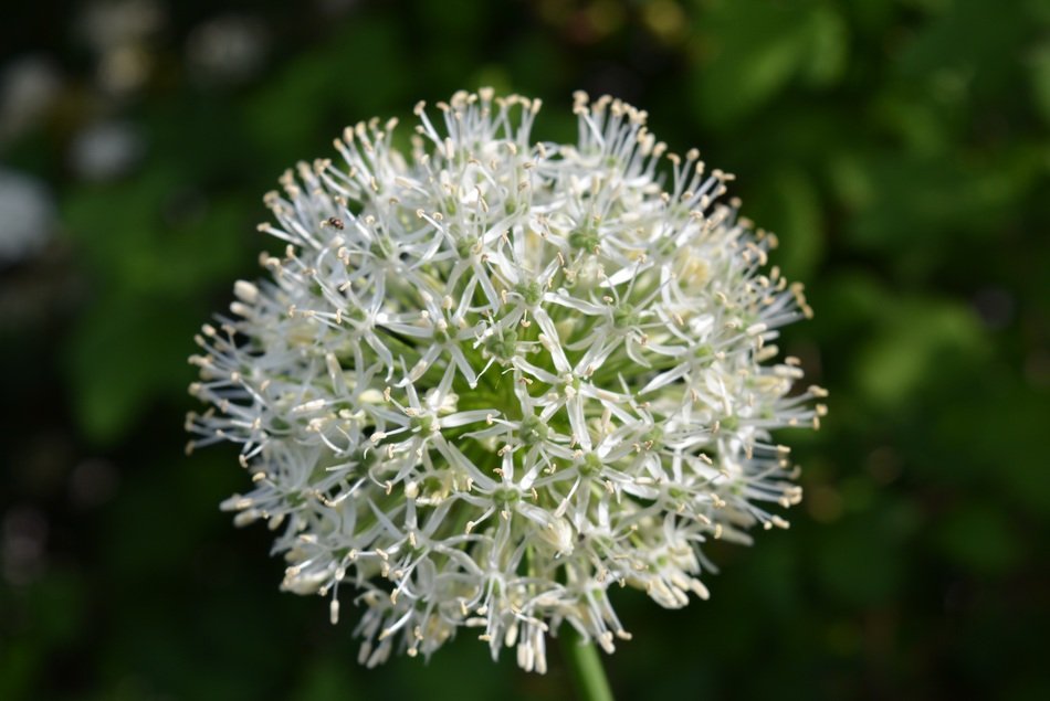 Beautiful leek plant flower