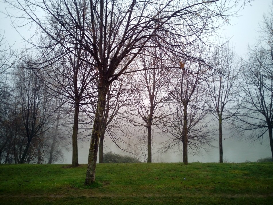 fog in the grove