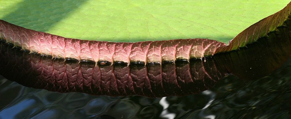 part of big leaf of water plant with Mirroring