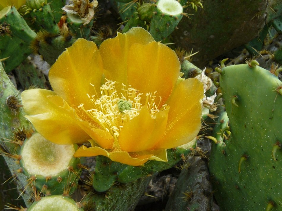 incomparable Cactus Flower