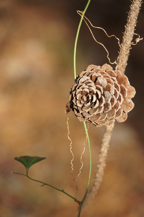 pine cone on a brown branch