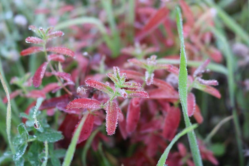 pink plants in the meadow