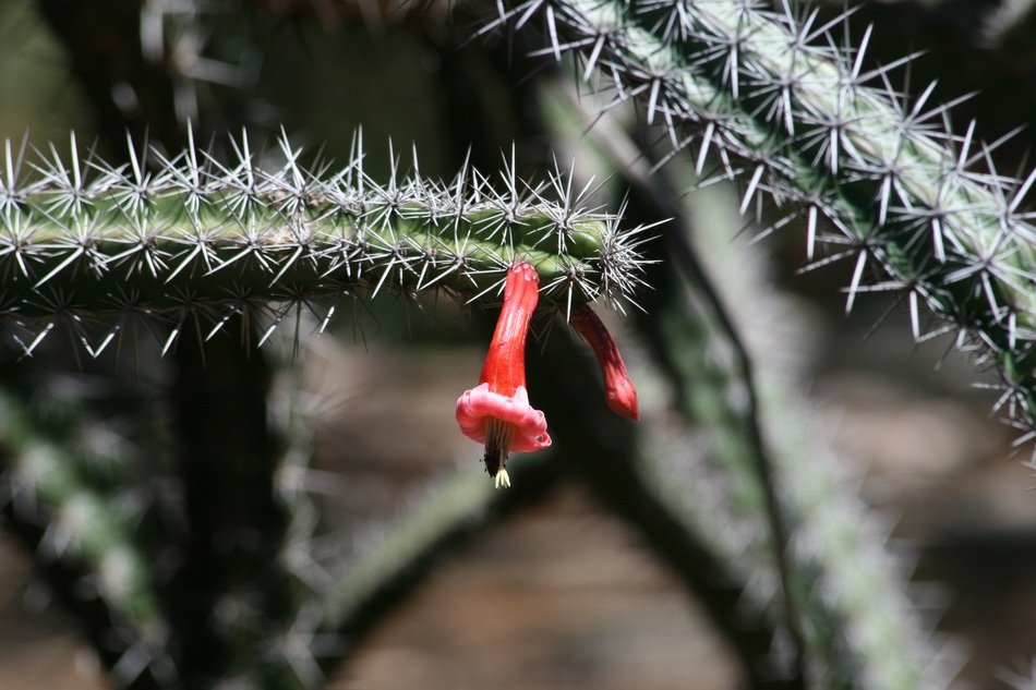 sluggish cactus flower