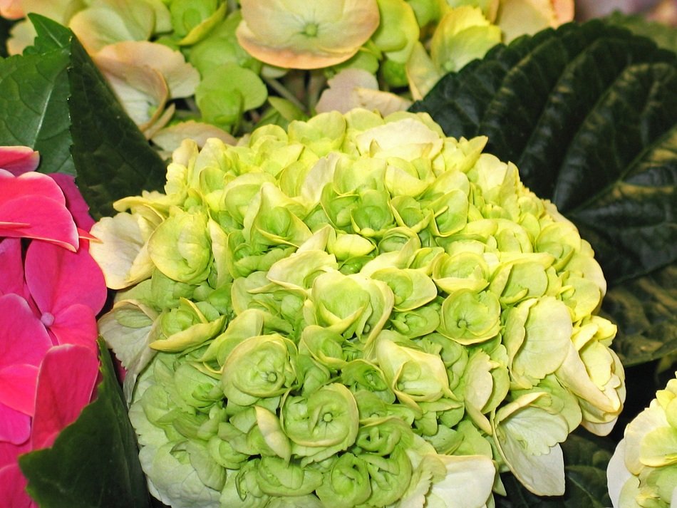 beautiful hydrangea flowers