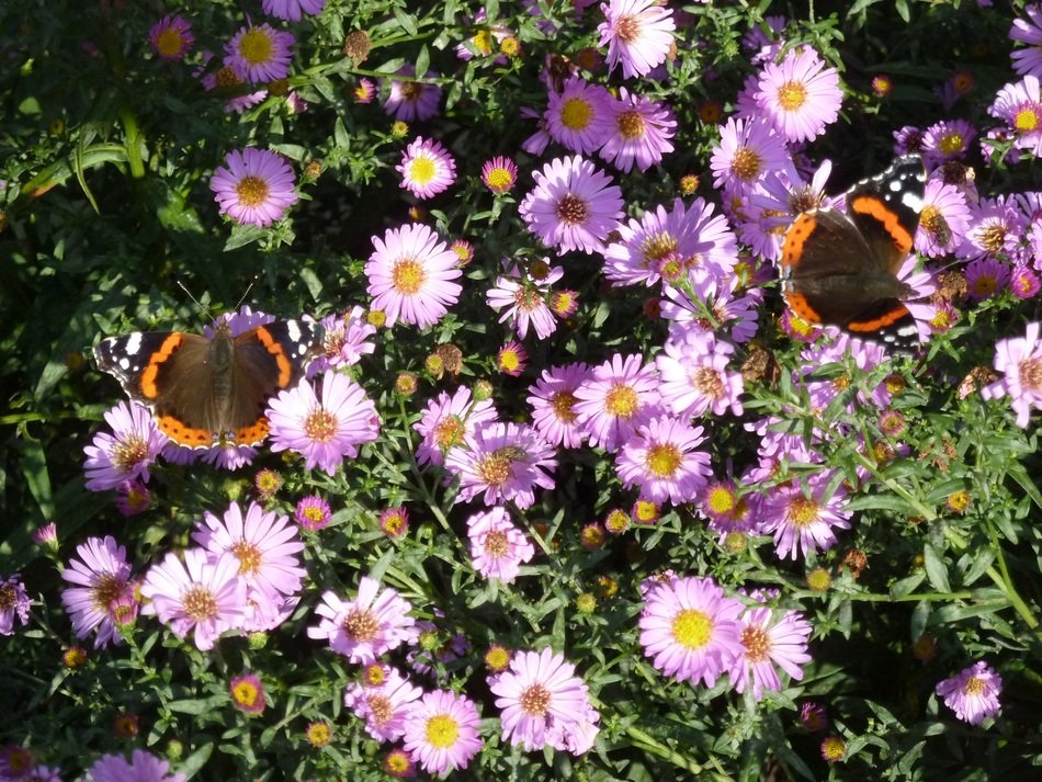 Flower butterflies on the beautiful aster flowers