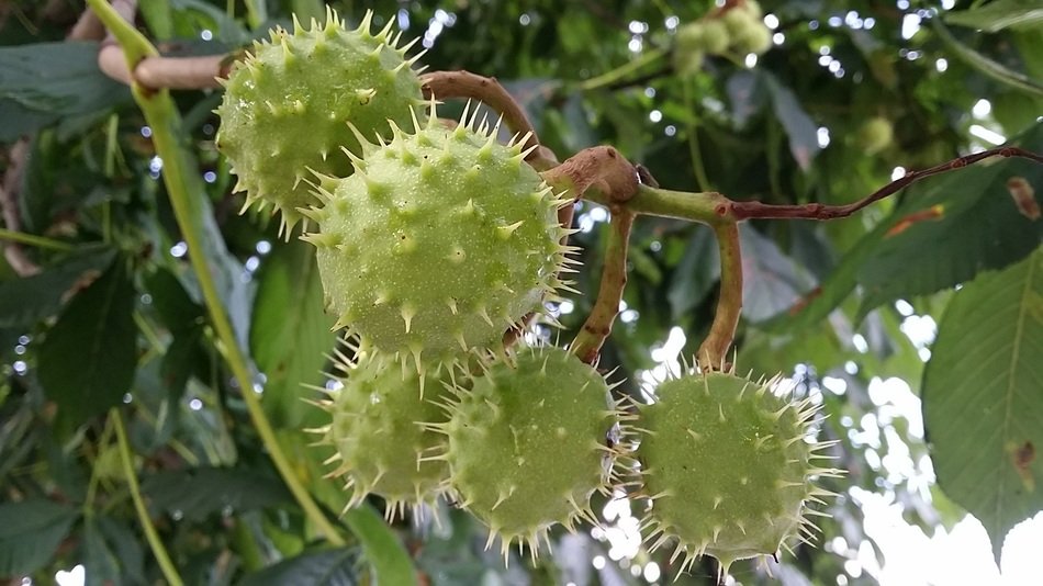 incredibly beautiful Green Chestnut Tree