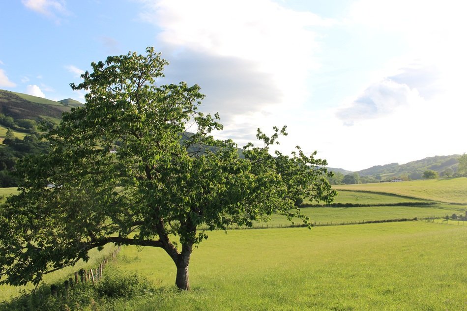 cherry tree on a mountain meadow