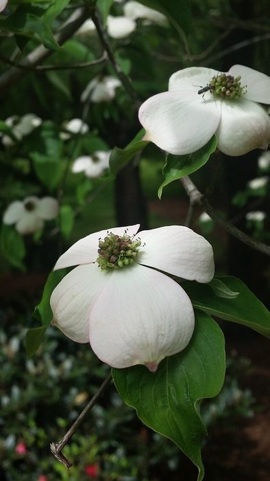 dogwood like a flower