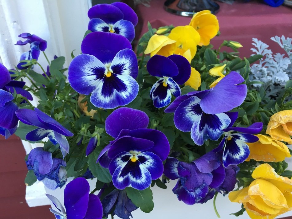 colorful multi-colored pansies in a large pot