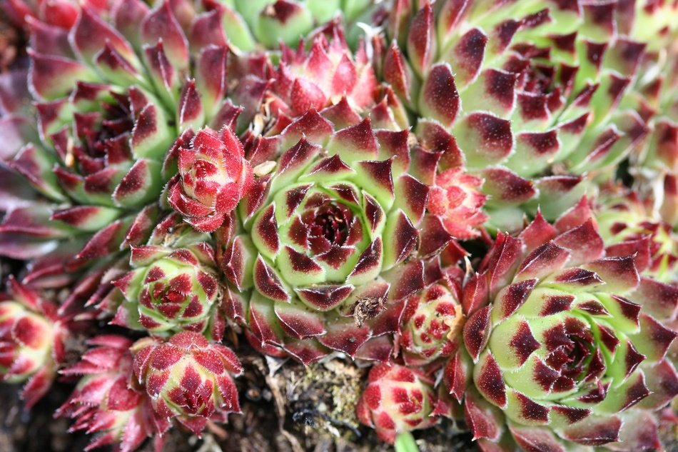Brown and green cactus