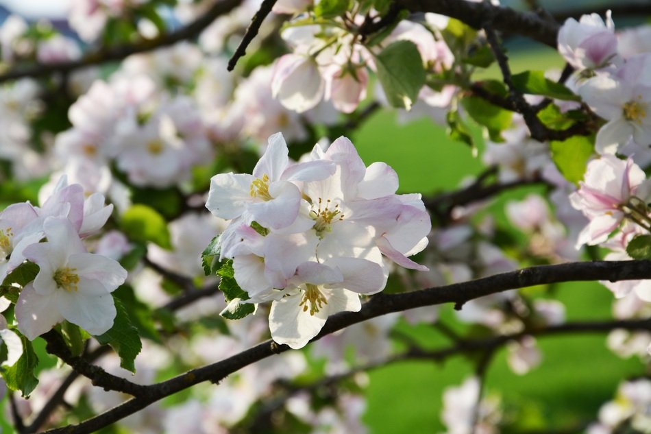 trees in white bloom close-up