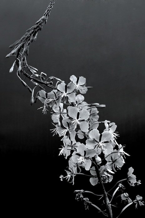 black and white picture of primrose