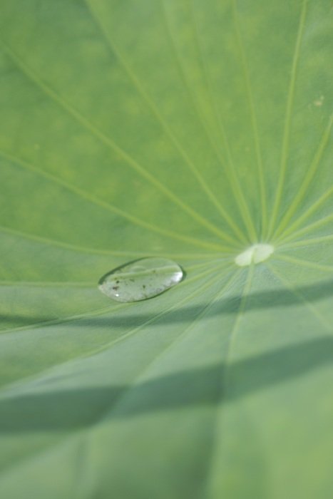 breathtaking Lotus Leaf
