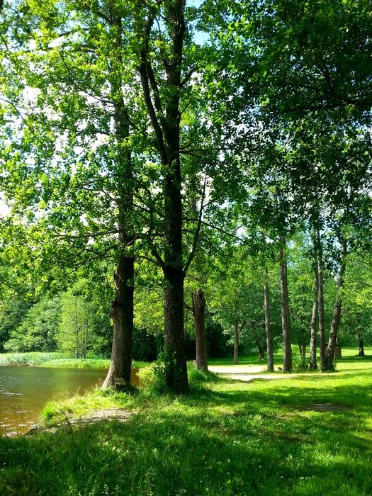 green trees by the lake in Luukki