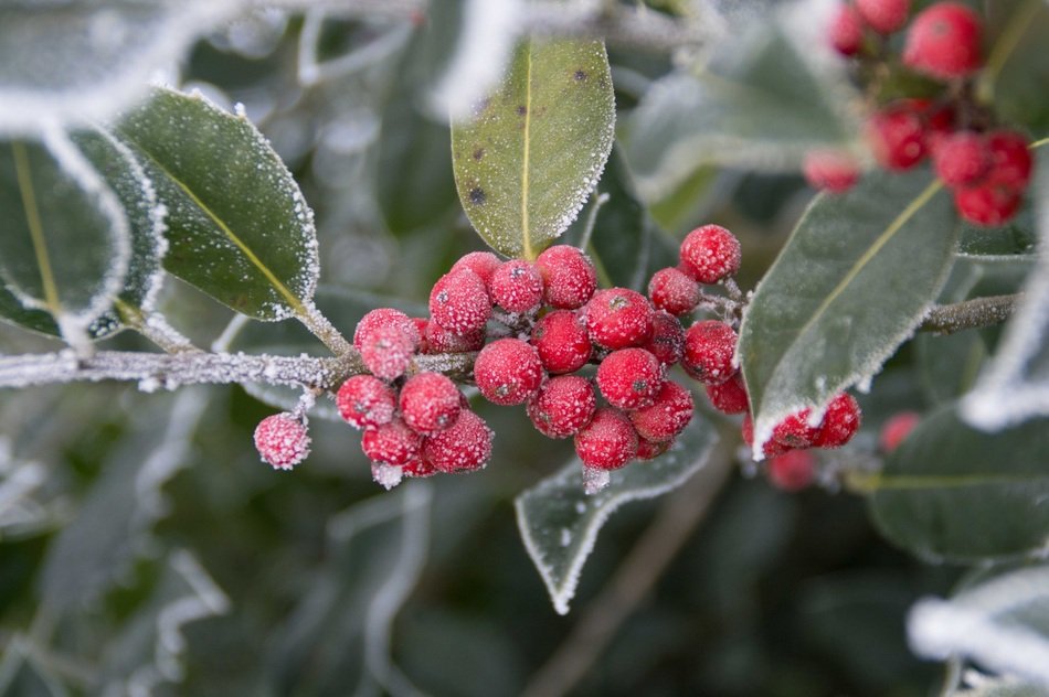 Freeze red berries