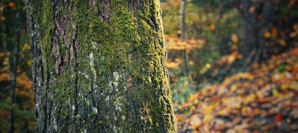 the trunk of the tree in the moss