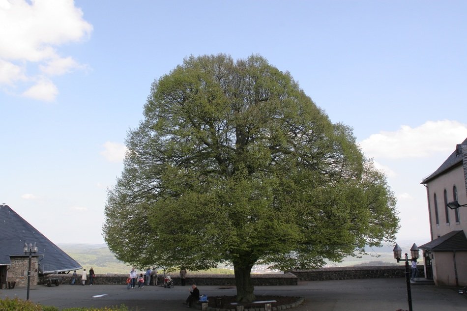 Old Tree in the city
