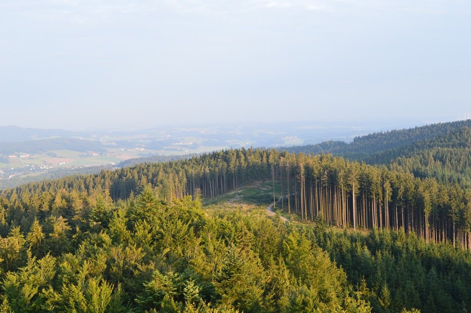 coniferous forest view in austria