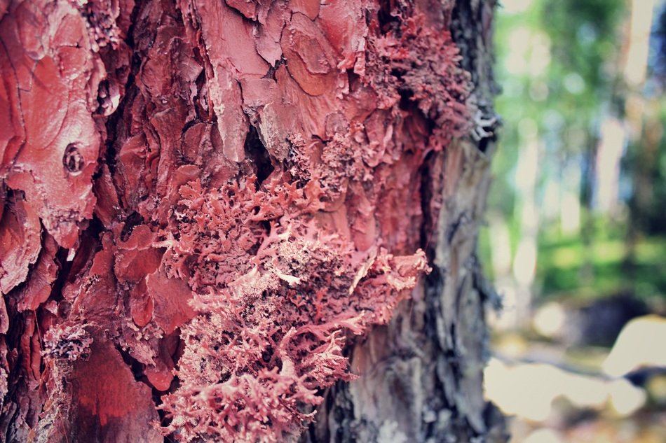 marked tree closeup