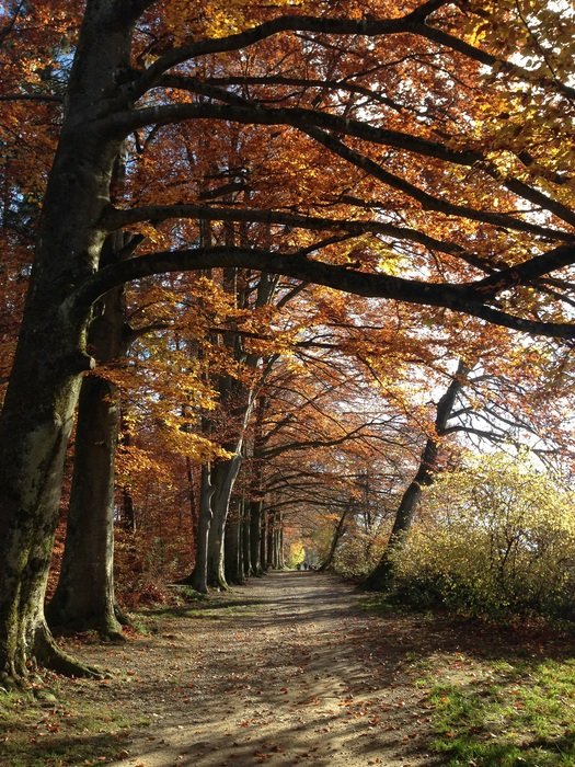 Forest path Autumn Nature view