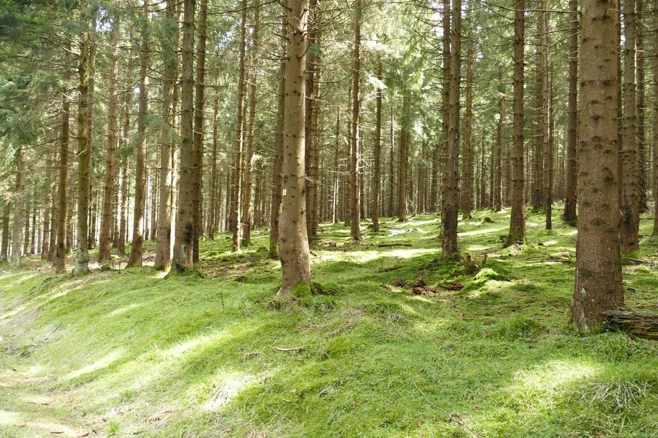 mighty trees in a green forest
