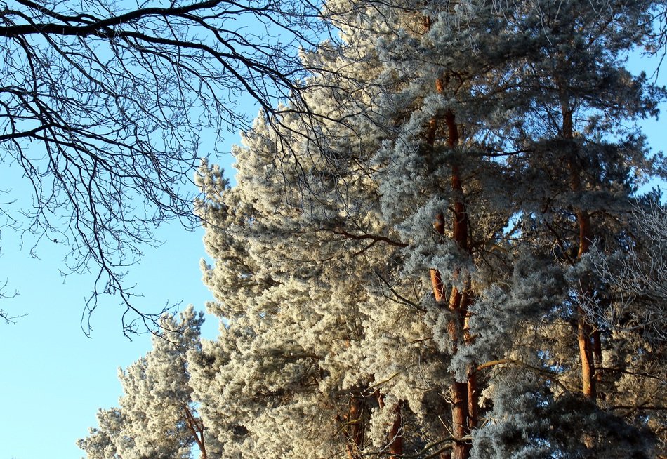 frosty forest in the sunlight