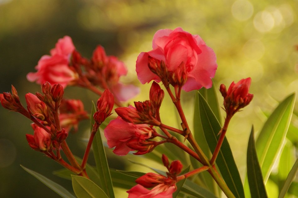 Red summer flowers in the garden free image download