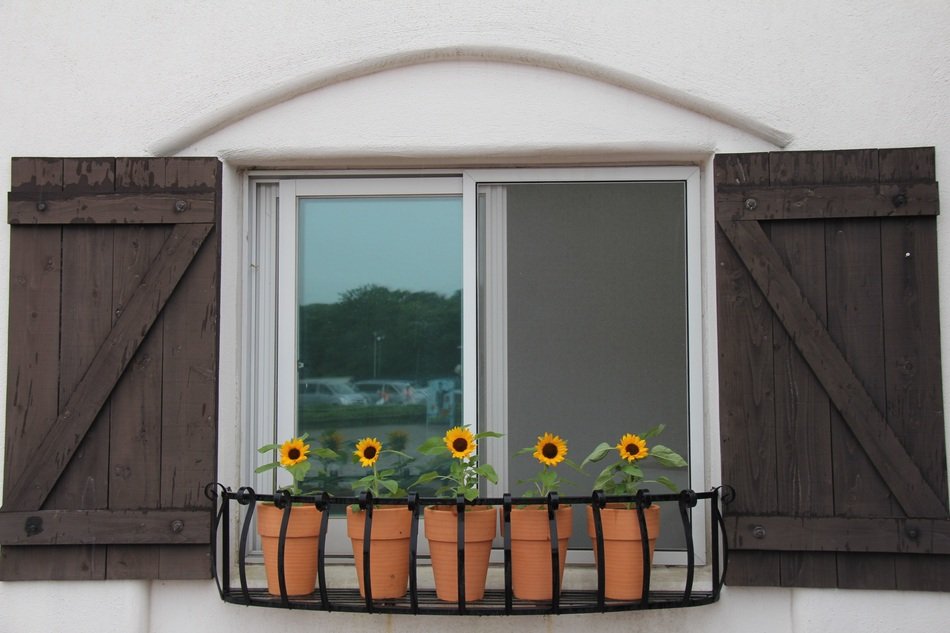 potted Sunflowers in front of Window
