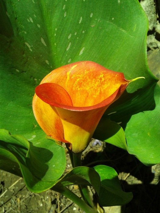 Callalily Orange Nature