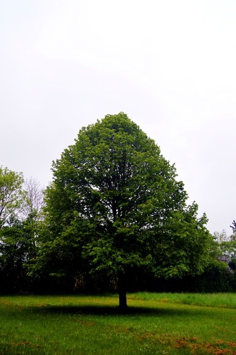 Tree Prairie Landscape